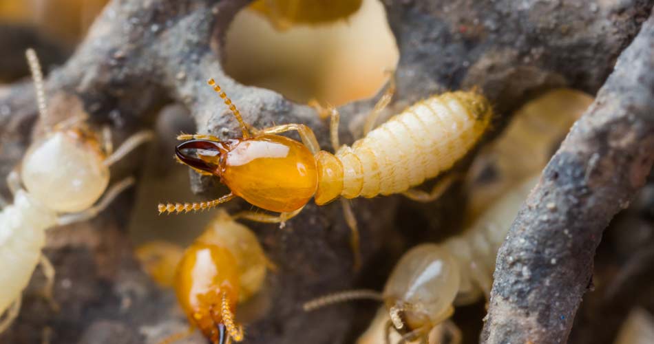 Termite Home Inspection Services